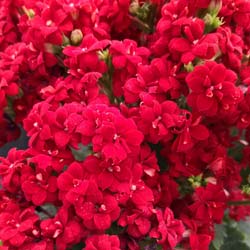 Kalanchoe con flores rojas
